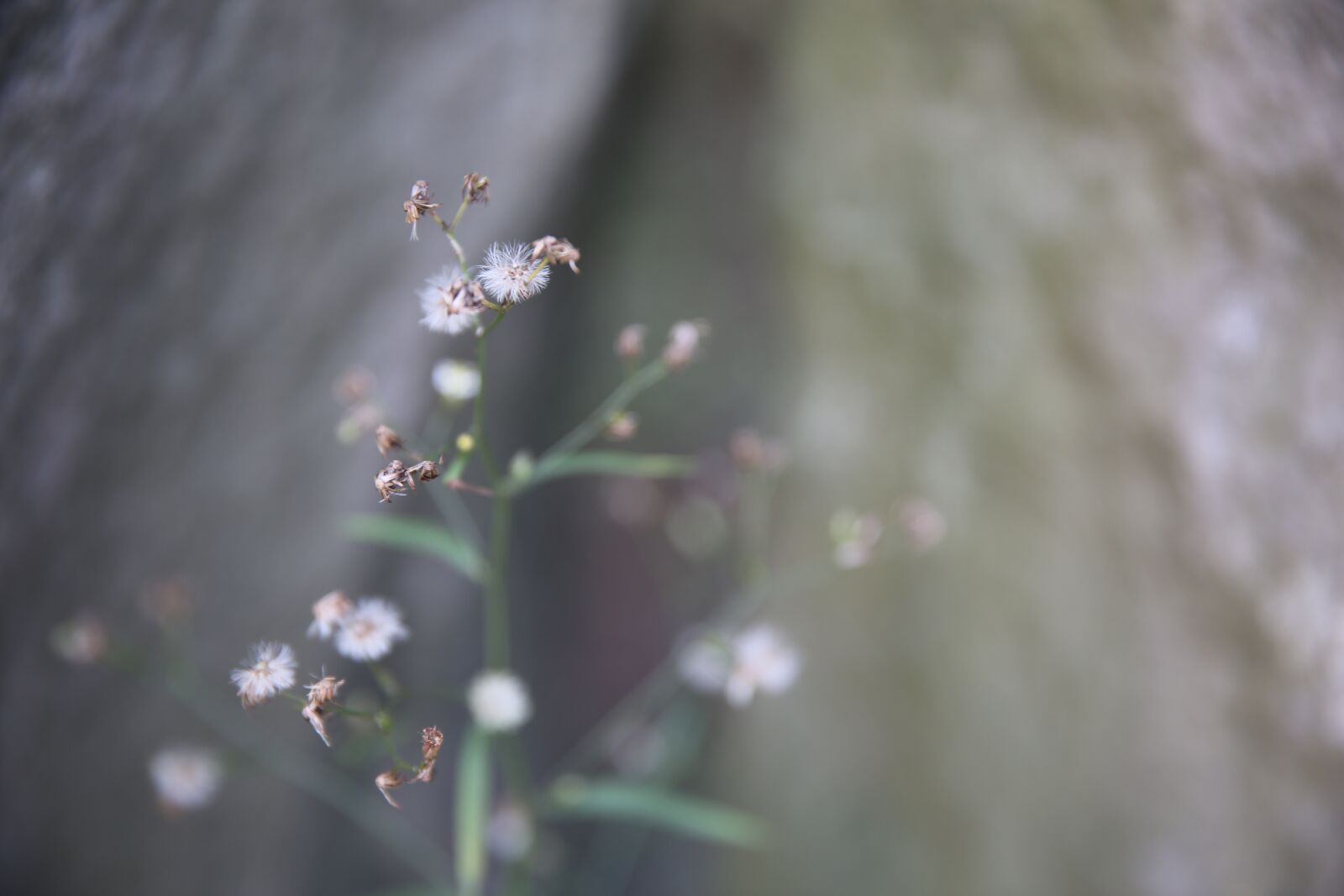 Canon EF 24-70mm F2.8L II USM sample photo. 中国, 自然, 坚强 photography