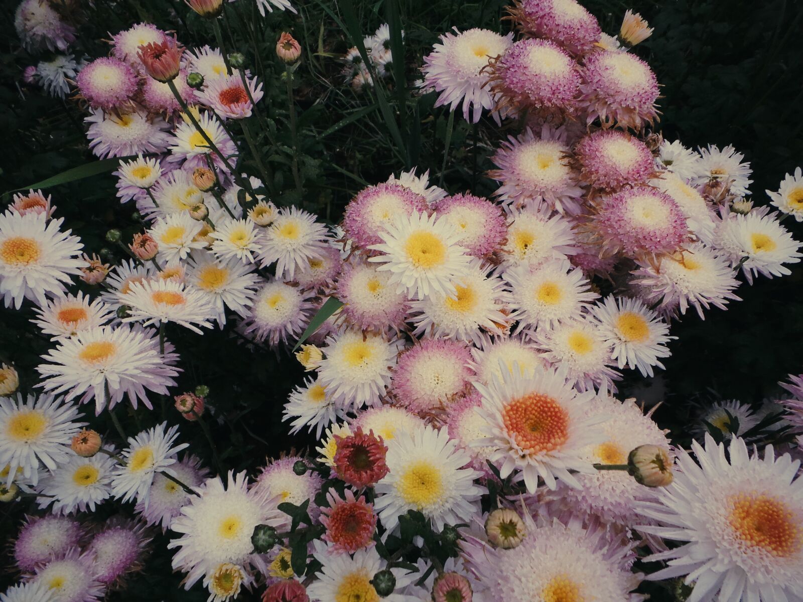 Samsung Galaxy Camera (Wi-Fi) sample photo. Flowers, garden, nature photography