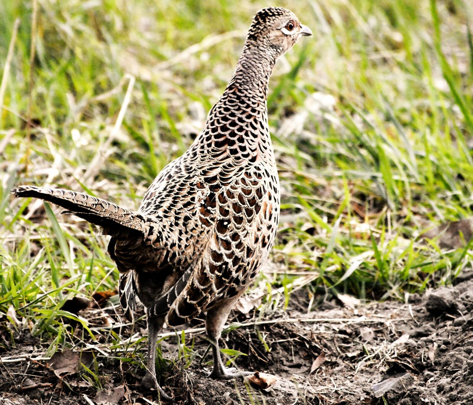 Nikon D3200 sample photo. Pheasant, female, eye photography