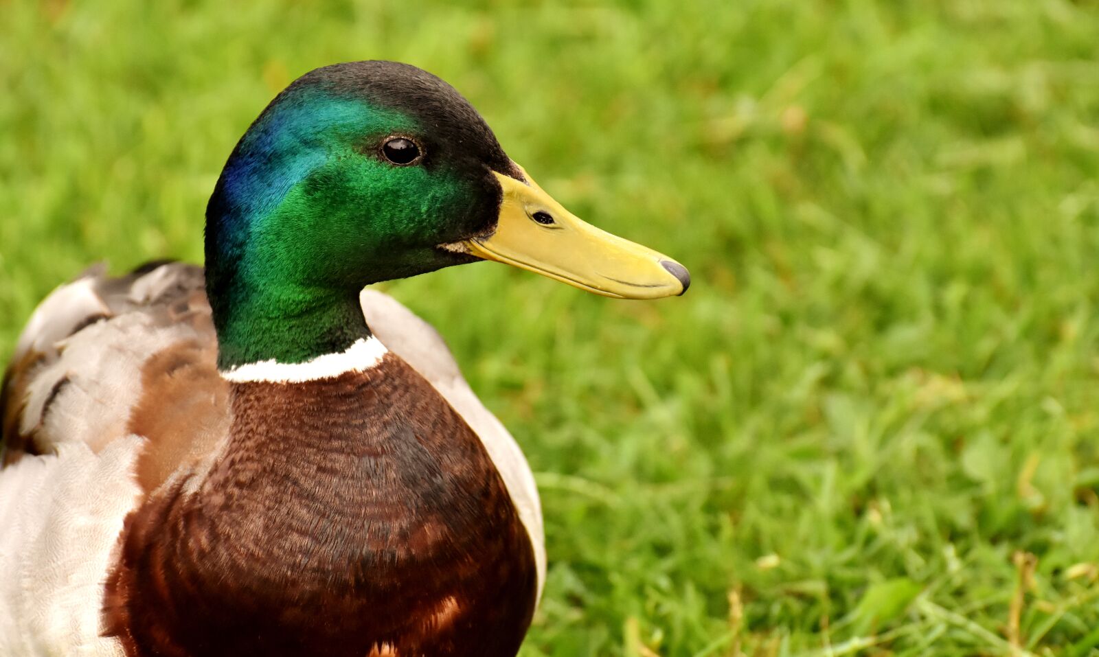 Nikon D7200 sample photo. Mallard, males, water bird photography