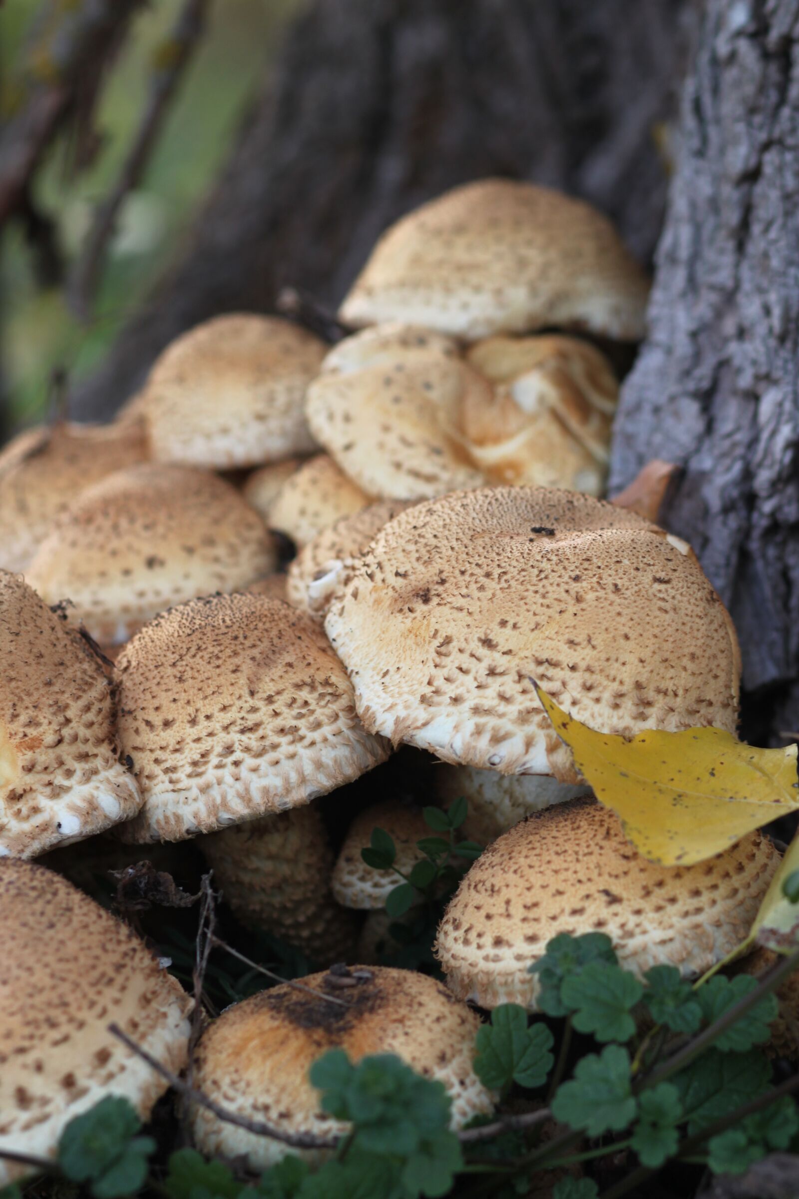 Canon EOS 500D (EOS Rebel T1i / EOS Kiss X3) sample photo. Nature, autumn, mushrooms photography