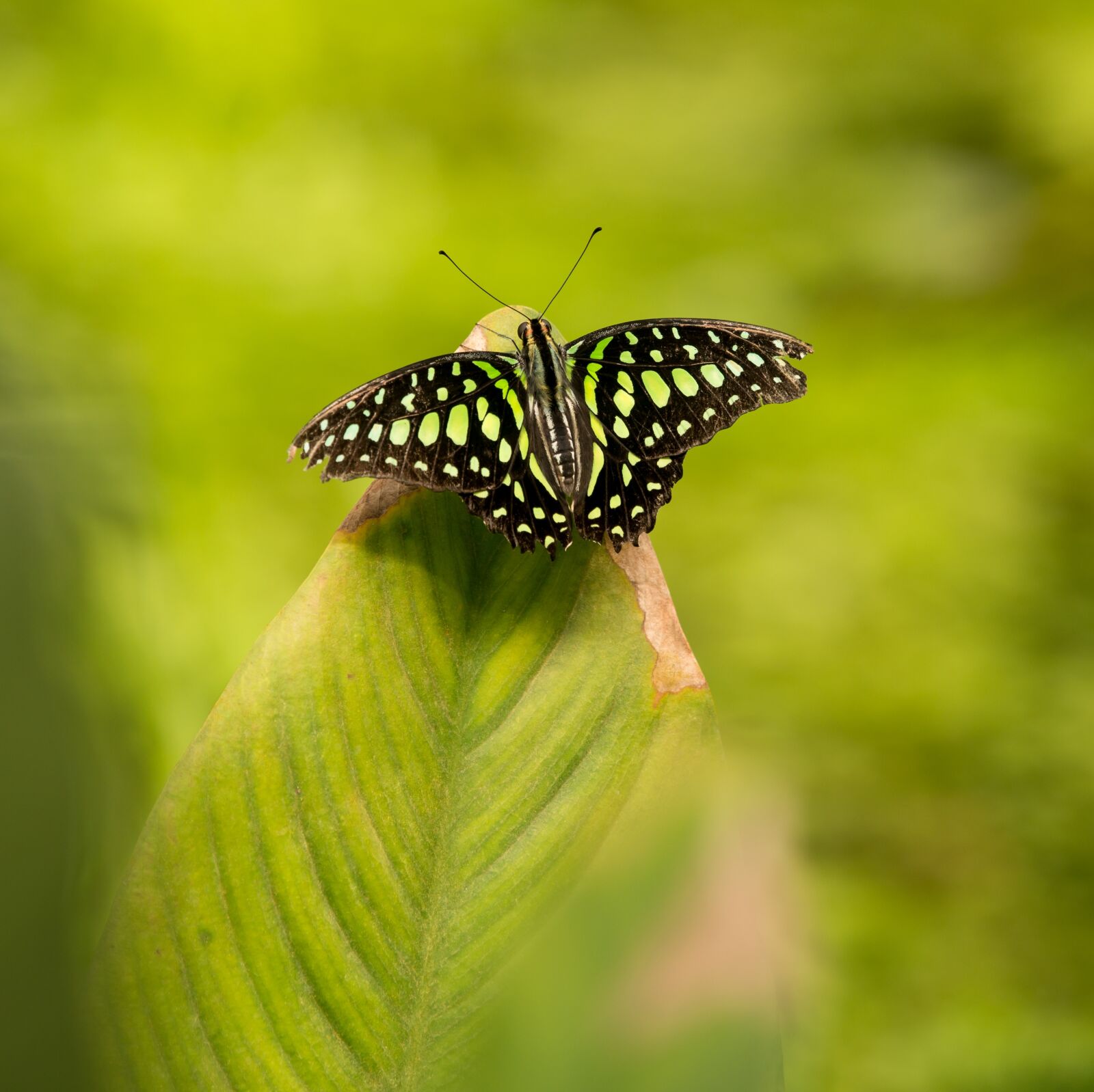 Nikon D800E sample photo. Butterfly, green, tropical photography