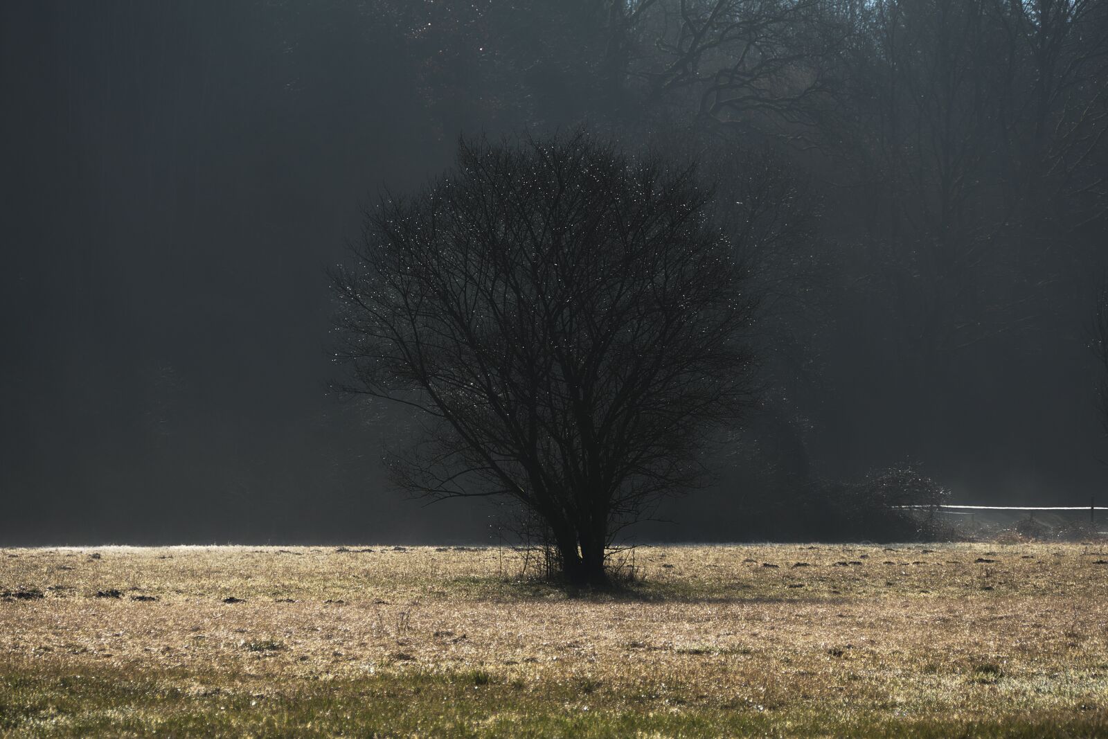 Panasonic Lumix DMC-FZ1000 sample photo. Tree, fog, dawn photography