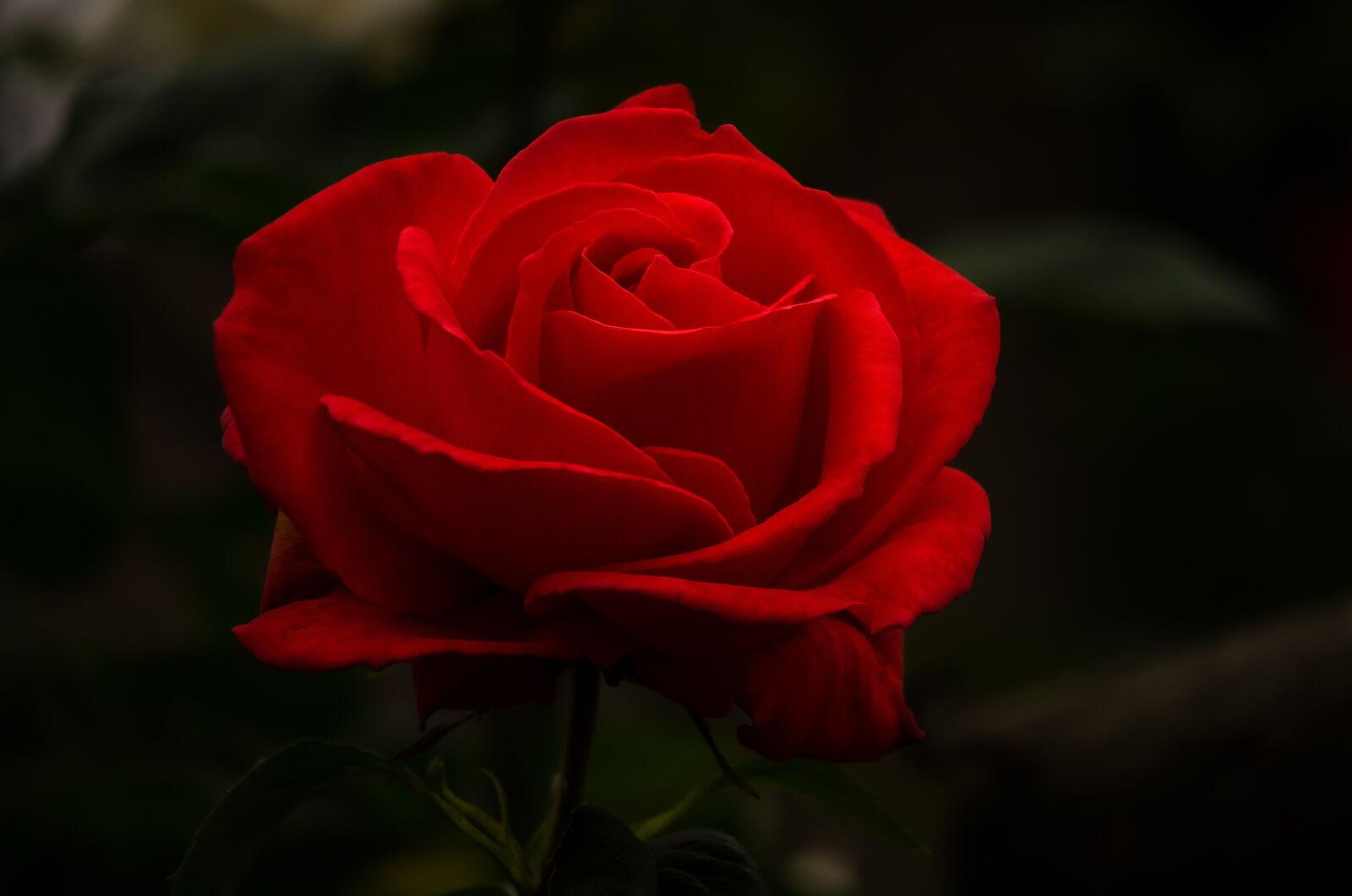Nikon D5100 sample photo. Rose, flower, red photography