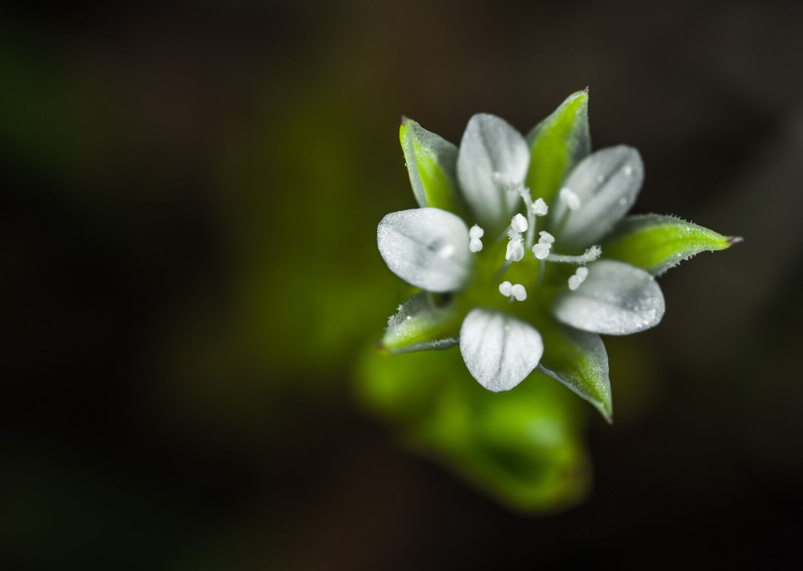 Canon EOS 5D Mark II + Canon MP-E 65mm F2.5 1-5x Macro Photo sample photo. Nature, flower, sheet photography