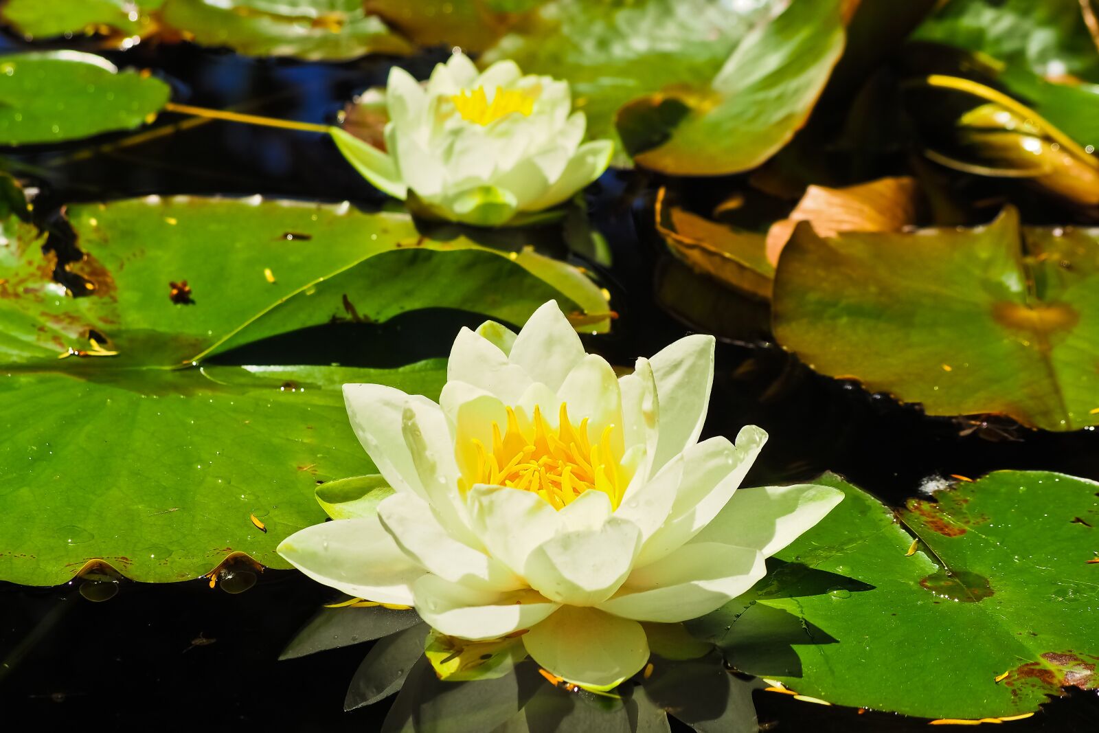 Olympus OM-D E-M10 sample photo. Water lilies, roses, nuphar photography