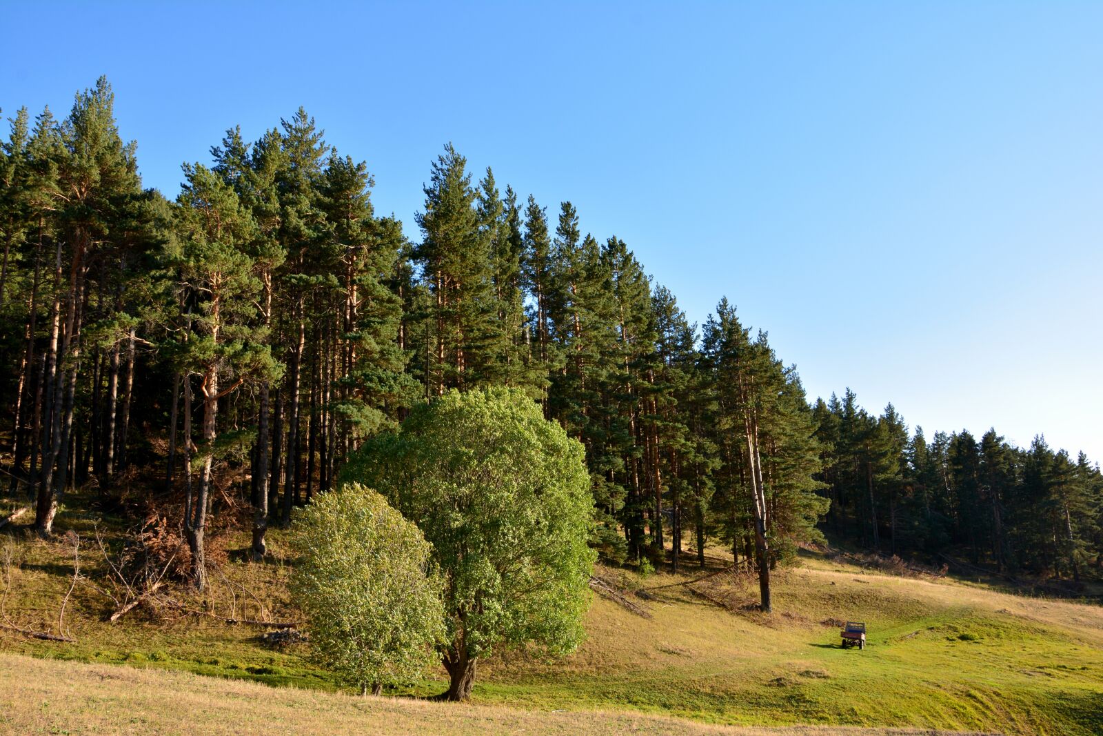 Nikon D7100 sample photo. Forest, grass, kaçkars photography