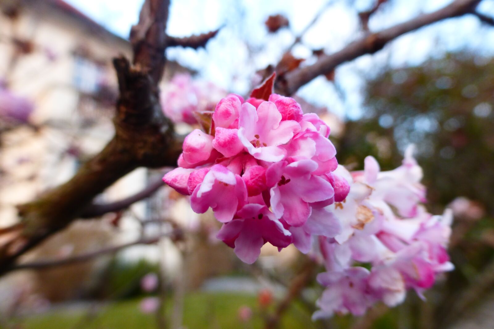 Panasonic DMC-TZ36 sample photo. Spring, bloom, pink photography