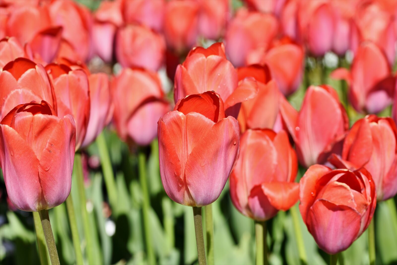 Nikon D7200 sample photo. Tulip, tulpenbluete, tulip field photography