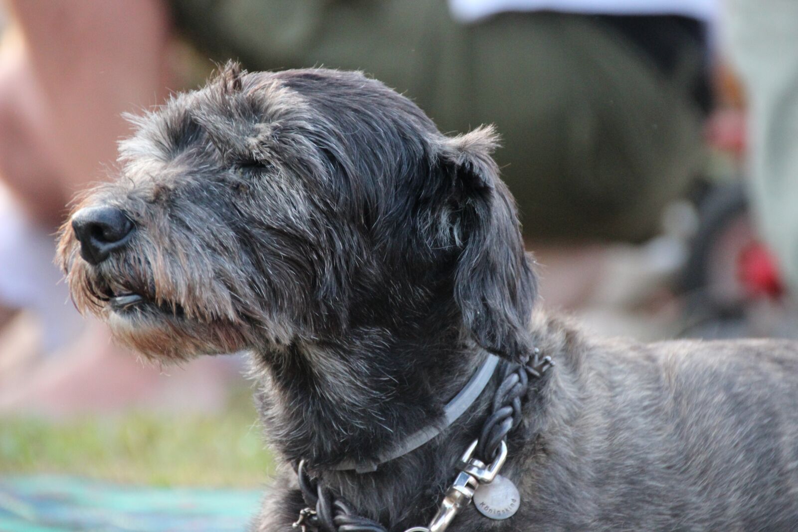 Canon EOS 600D (Rebel EOS T3i / EOS Kiss X5) sample photo. Dog, senior, old photography