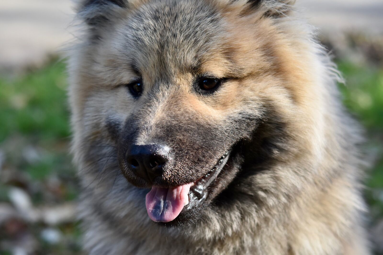 Nikon D5600 sample photo. Dog, pup, dog eurasier photography
