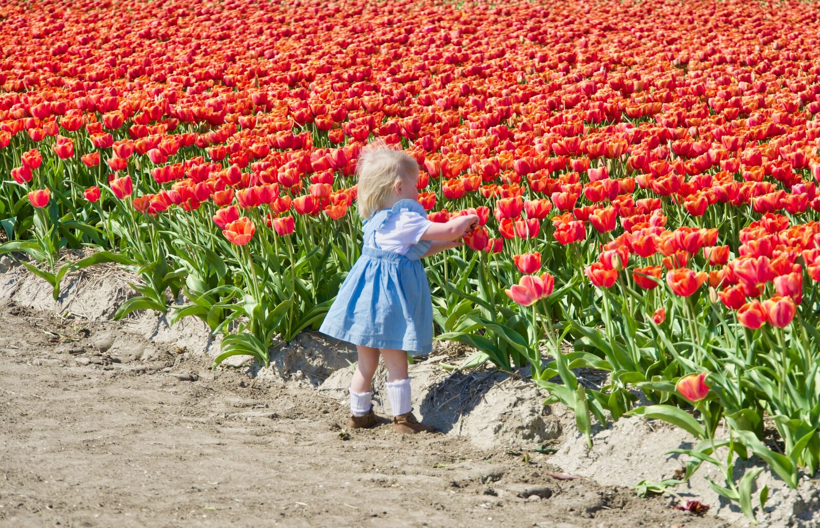 Sony a6500 sample photo. Tulips, red, child photography
