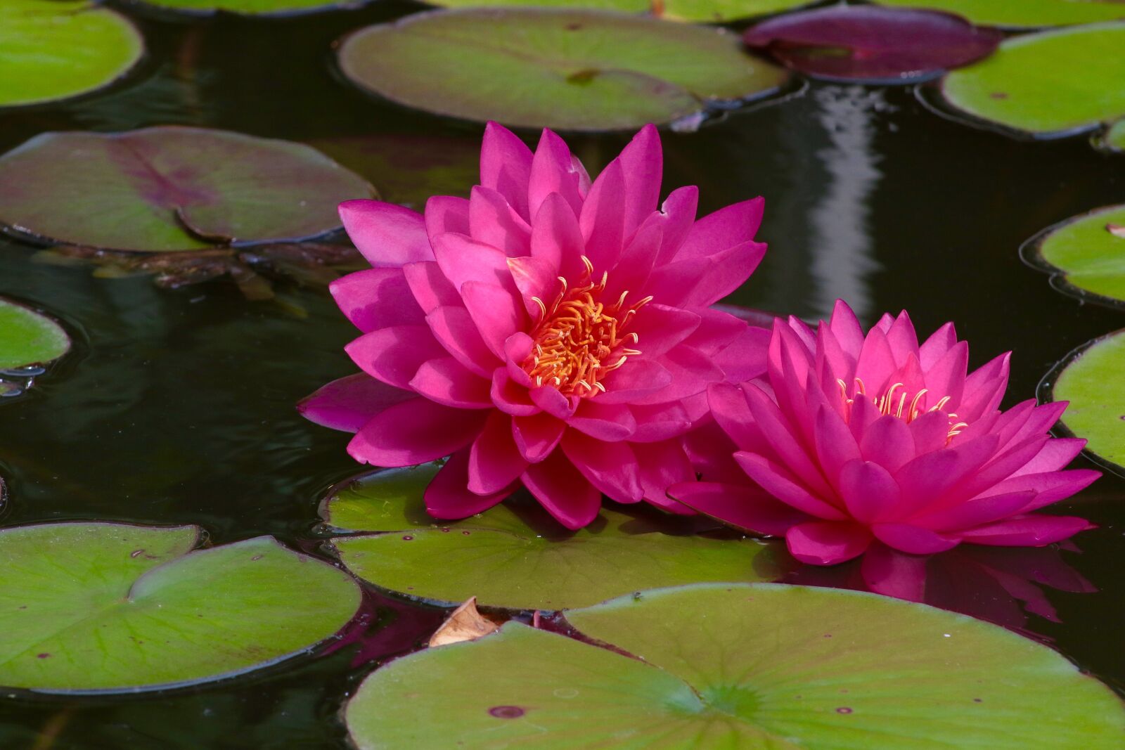 Canon EOS 7D Mark II sample photo. Pool, lotus, flower photography