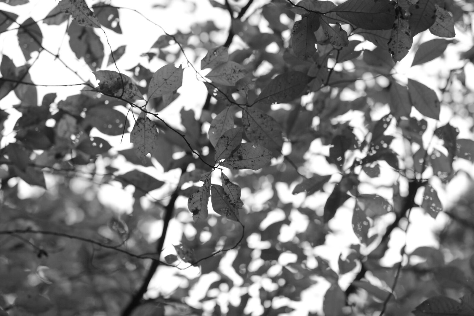 Canon EOS 550D (EOS Rebel T2i / EOS Kiss X4) + Sigma 50mm F1.4 EX DG HSM sample photo. Autumn, leaves, black, and photography