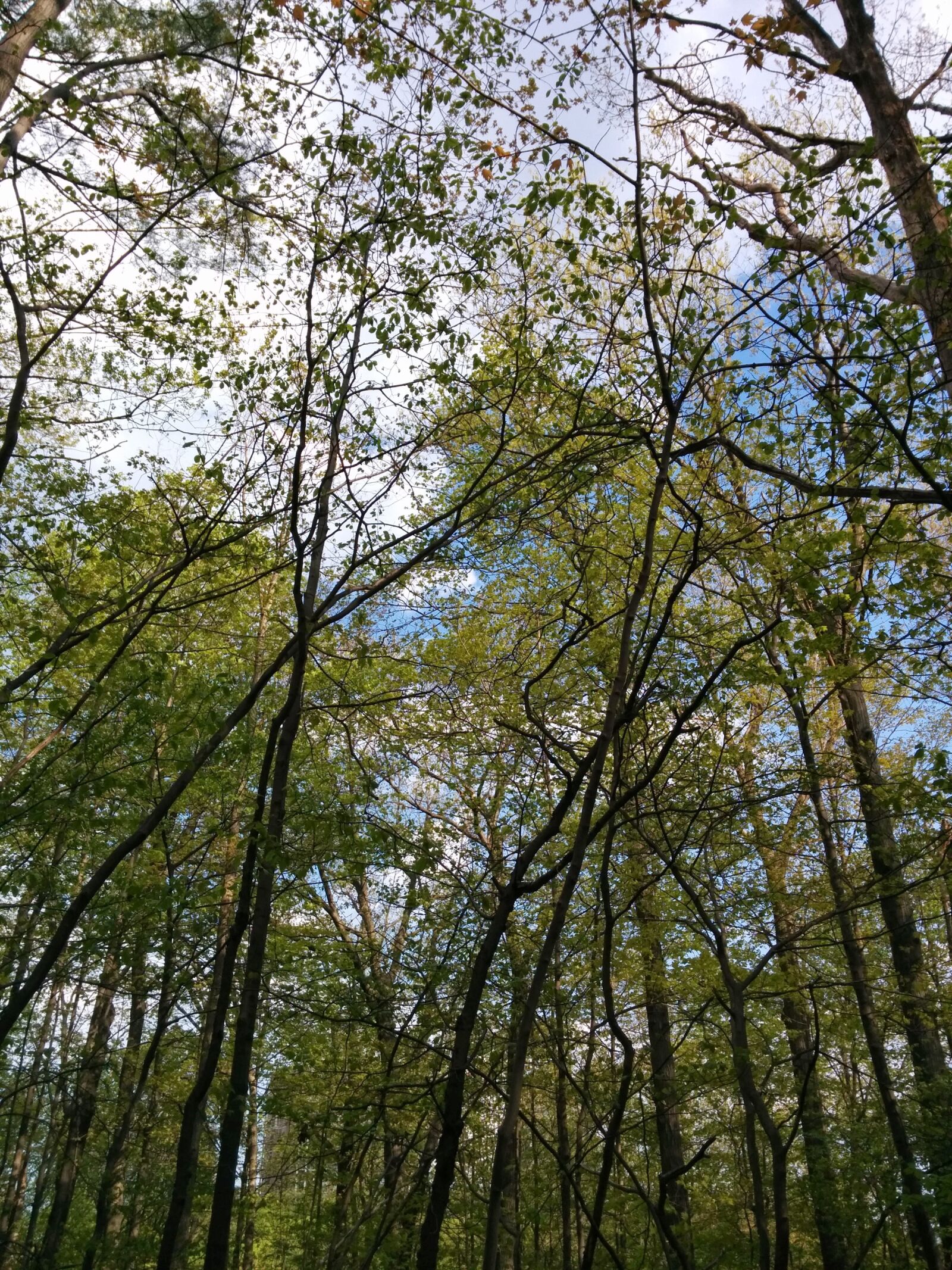 LG Nexus 5 sample photo. Forest, trees, nature photography