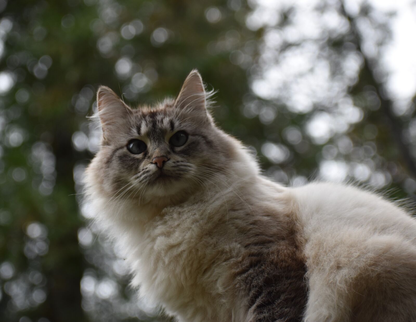 Nikon D3500 sample photo. Cat, fluffy, blue eyes photography