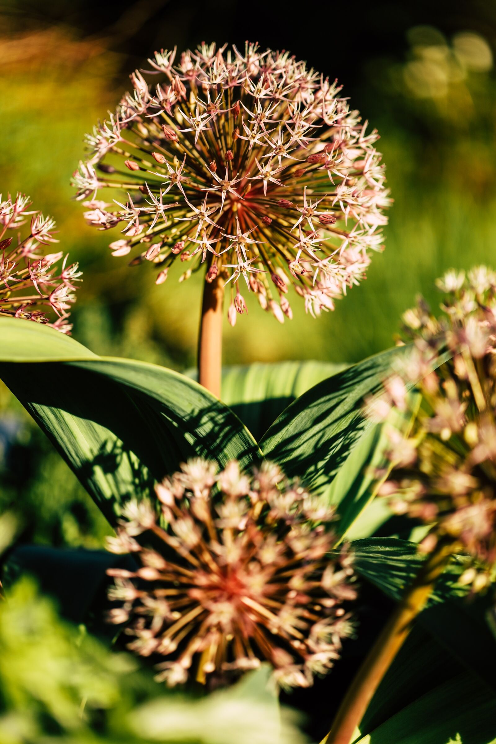Canon EOS R sample photo. Flower, blossom, plant photography