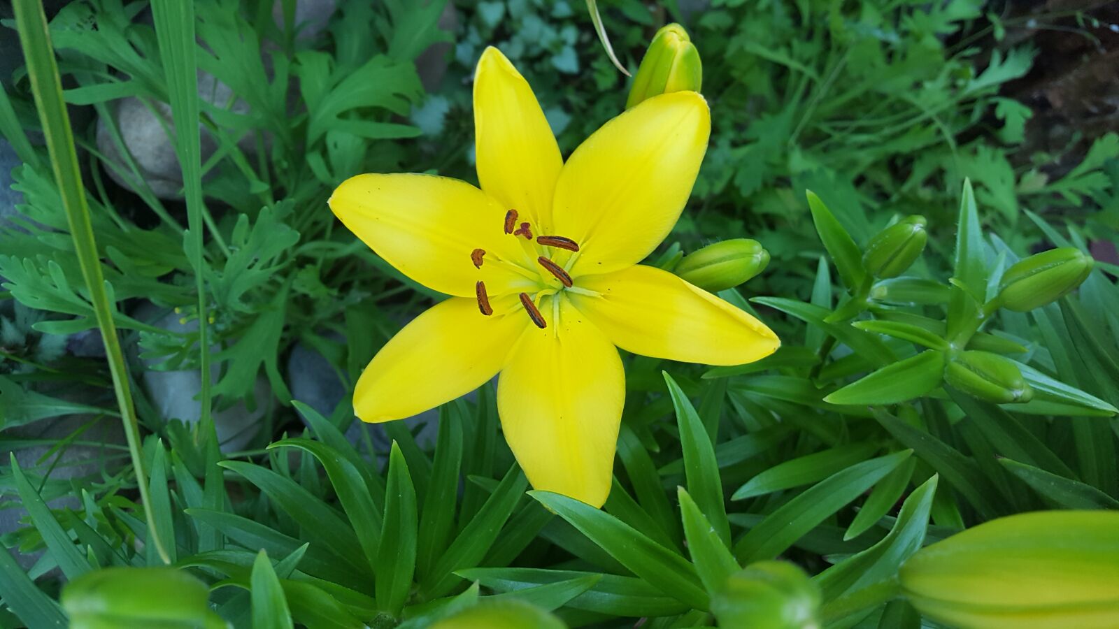 Samsung GALAXY S6 edge sample photo. Nature, summer, flora photography
