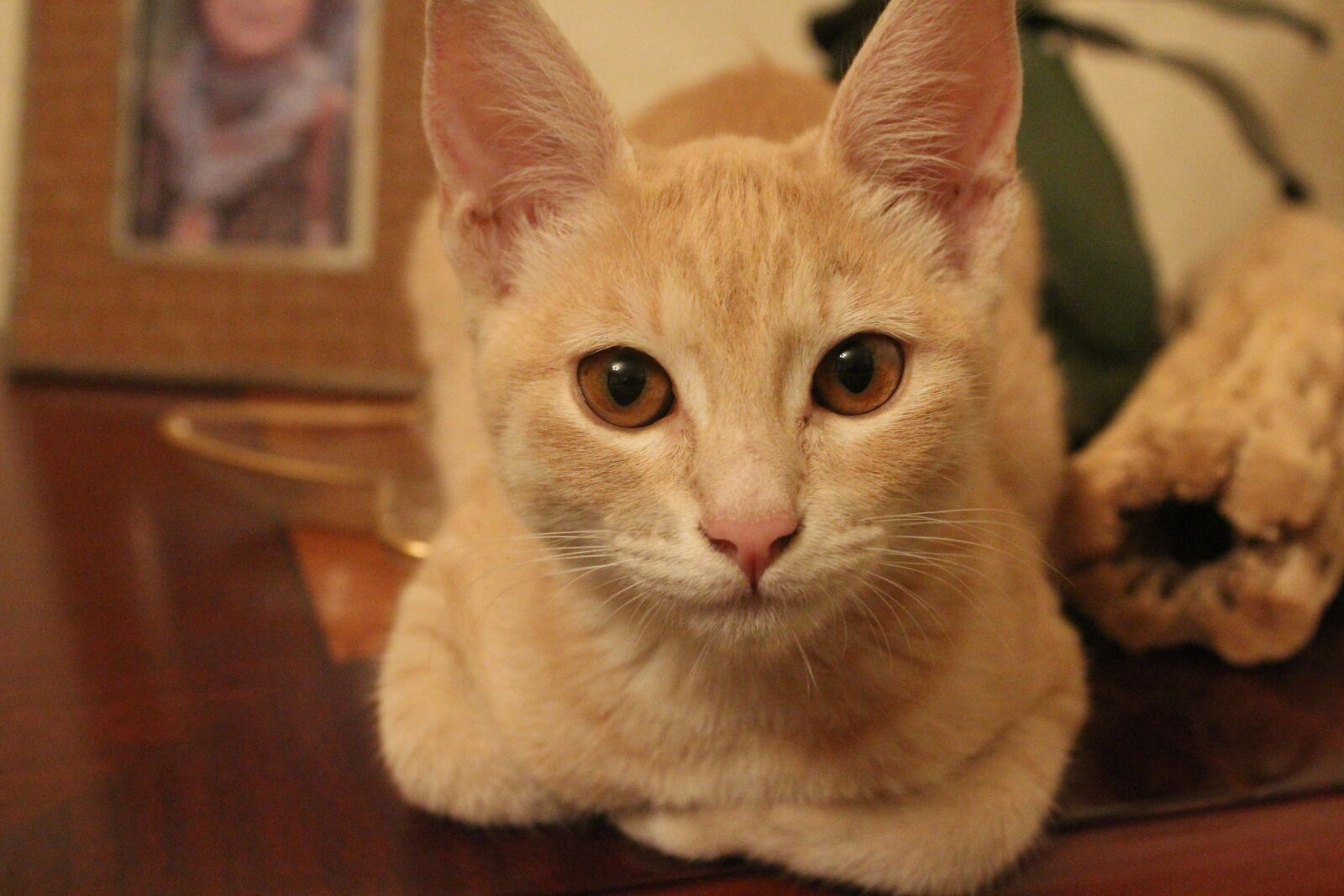 Canon EOS 1200D (EOS Rebel T5 / EOS Kiss X70 / EOS Hi) sample photo. Cute, cat, portrait photography