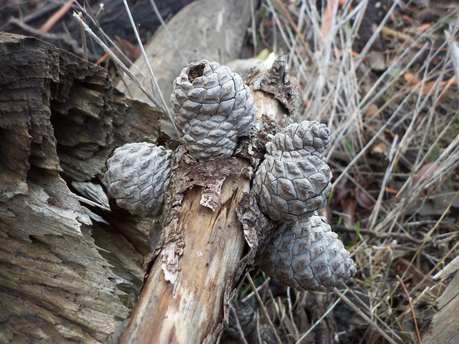 Kodak EASYSHARE C142 DIGITAL CAMERA sample photo. Pine cones, grey pine photography