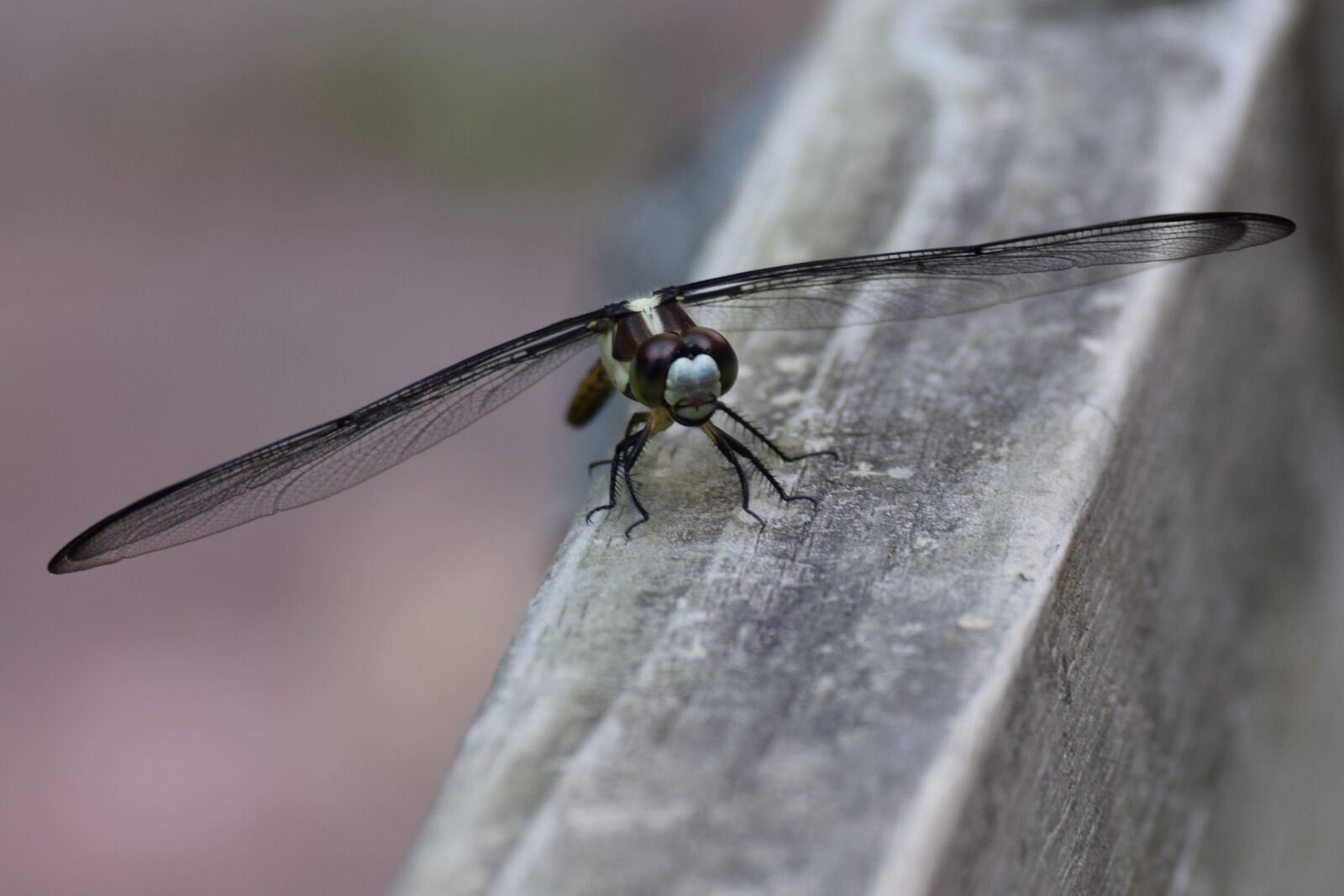 Nikon D3300 sample photo. Dragon fly, insect, flying photography