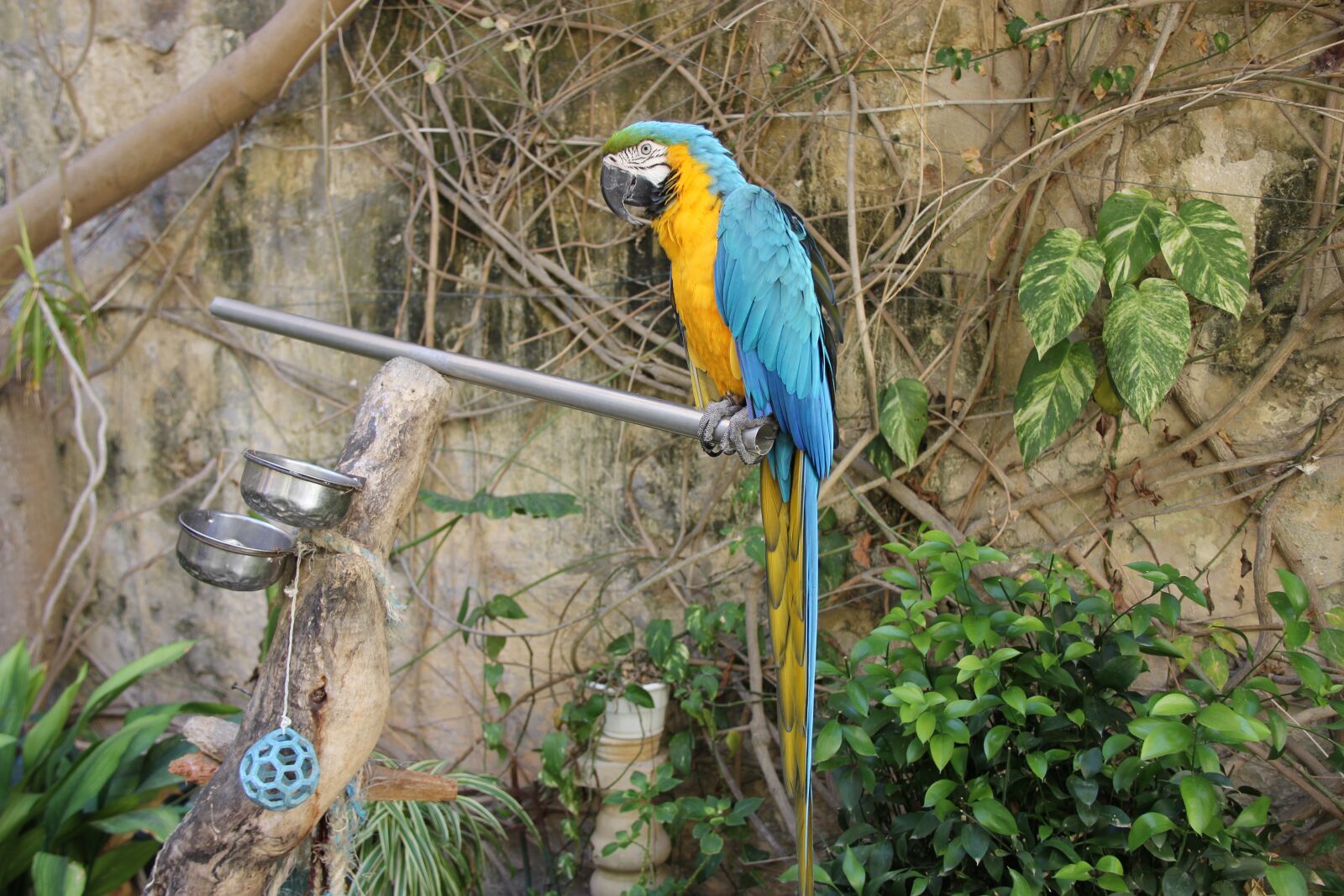 Canon EF-S 18-200mm F3.5-5.6 IS sample photo. Bird, nature, tropical photography
