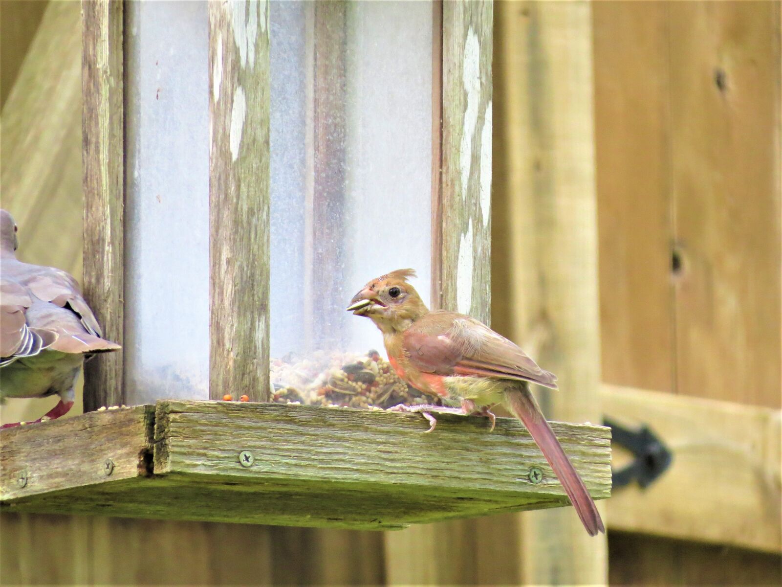 Canon PowerShot SX50 HS sample photo. Bird, young, colorful photography