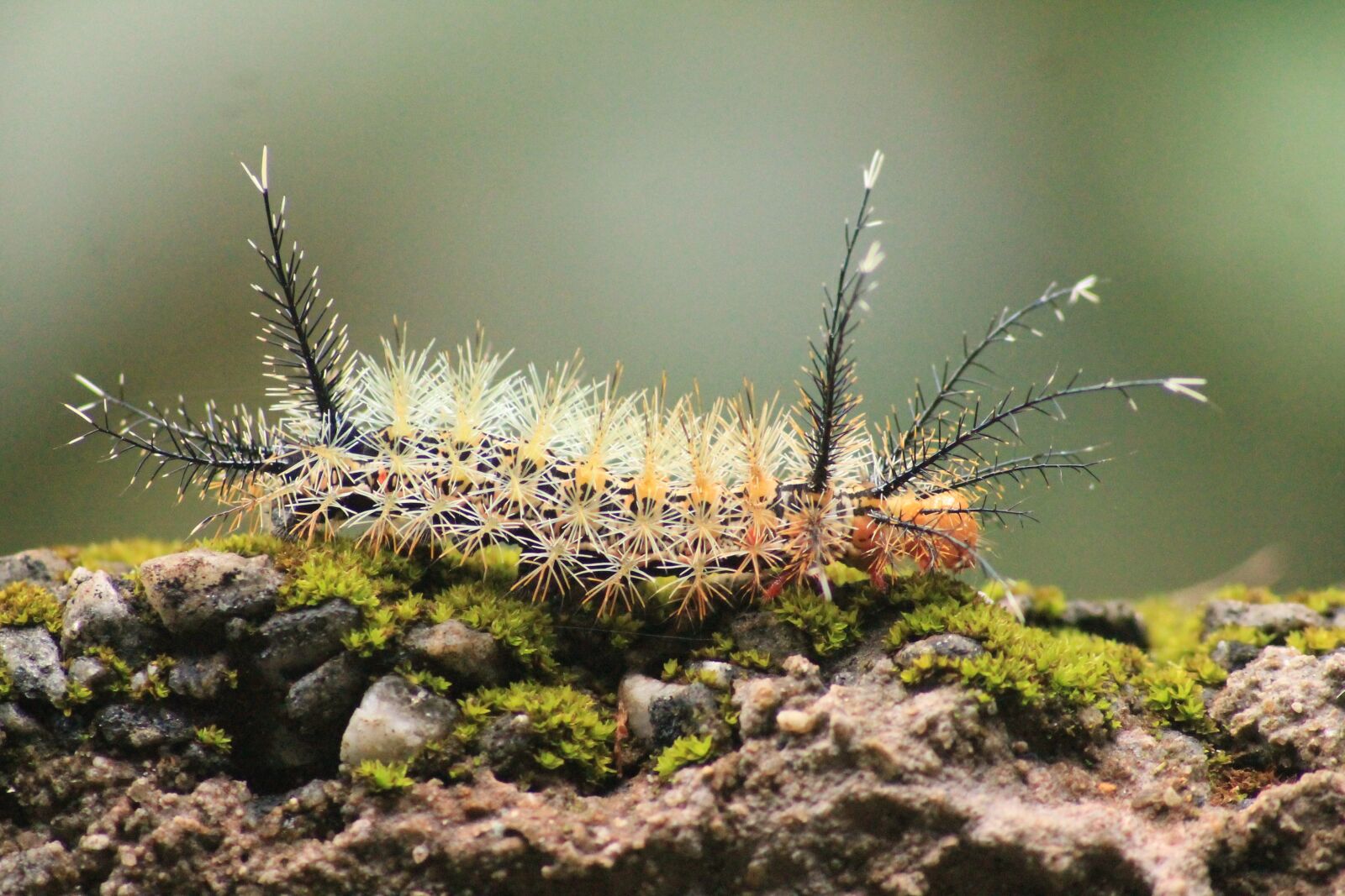 Canon EOS 1100D (EOS Rebel T3 / EOS Kiss X50) sample photo. Caterpillar, cocoon, metamorphosis photography
