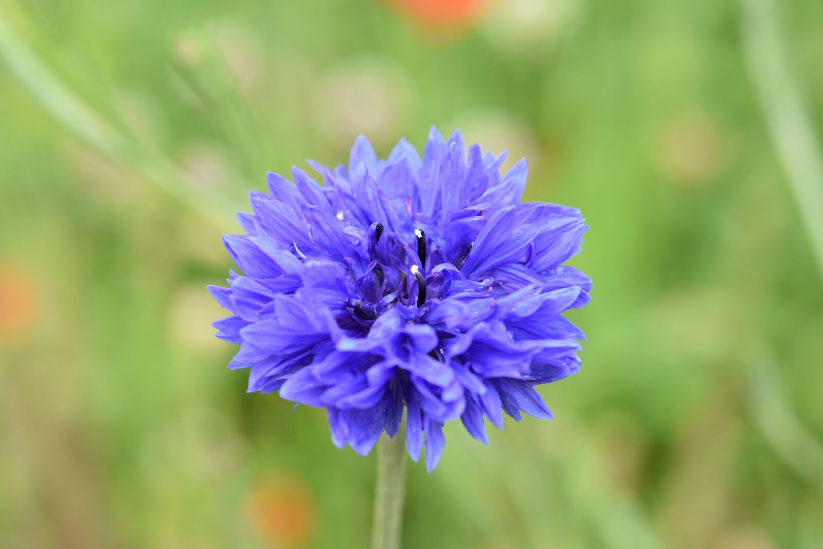 Nikon D5600 sample photo. Flower, blueberry, blue flower photography
