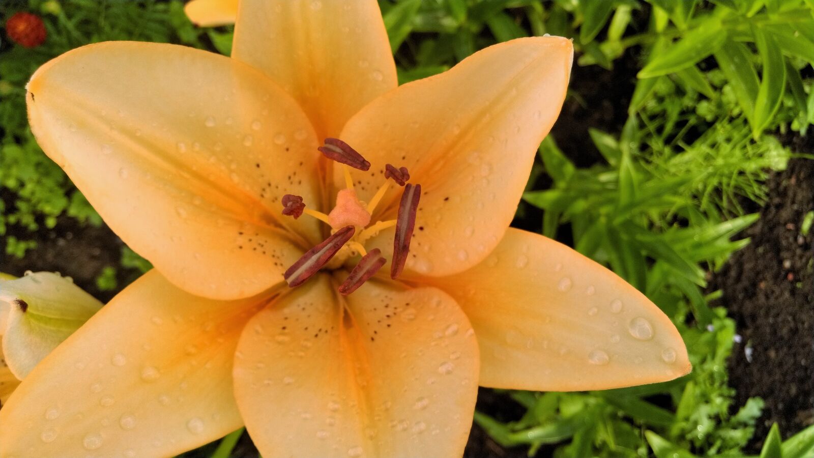 ASUS ZenFone 5 Lite (ZC600KL) sample photo. Lily, flower, yellow photography