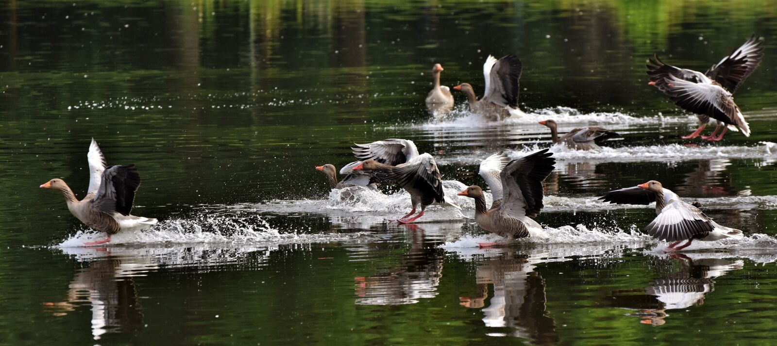 Nikon D7200 sample photo. Goose, flock of geese photography