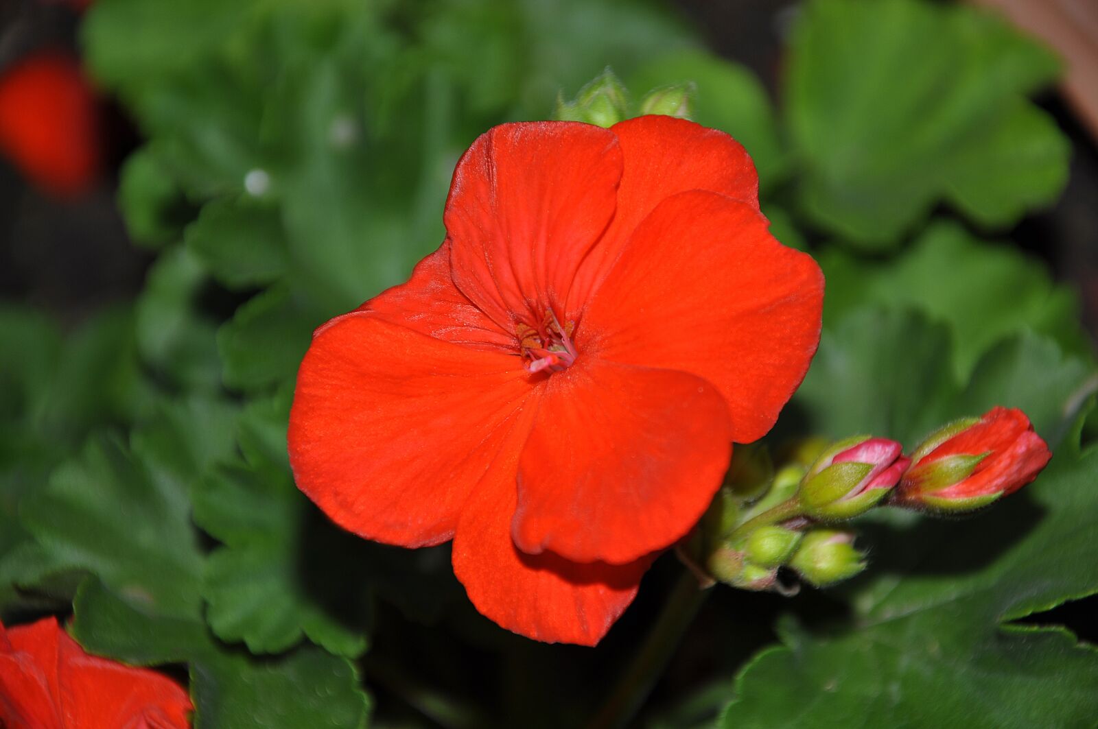 Nikon D90 sample photo. Red, geranium, flower photography