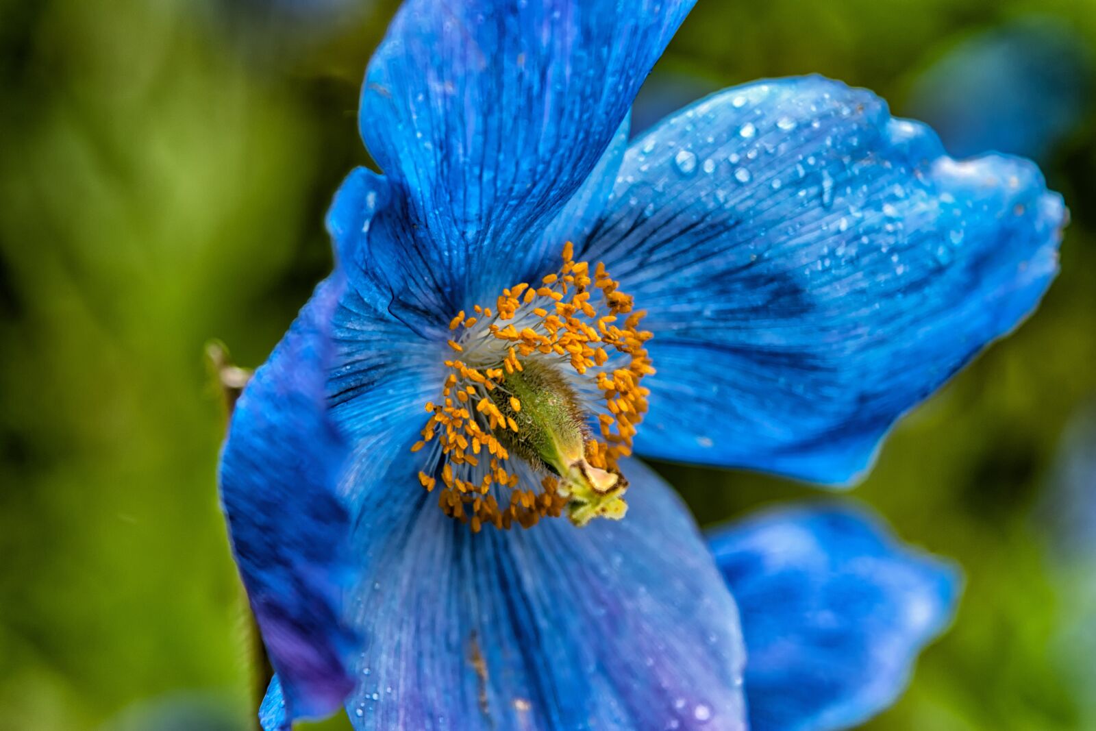 Nikon D3300 sample photo. Blue poppy, flower, poppy photography
