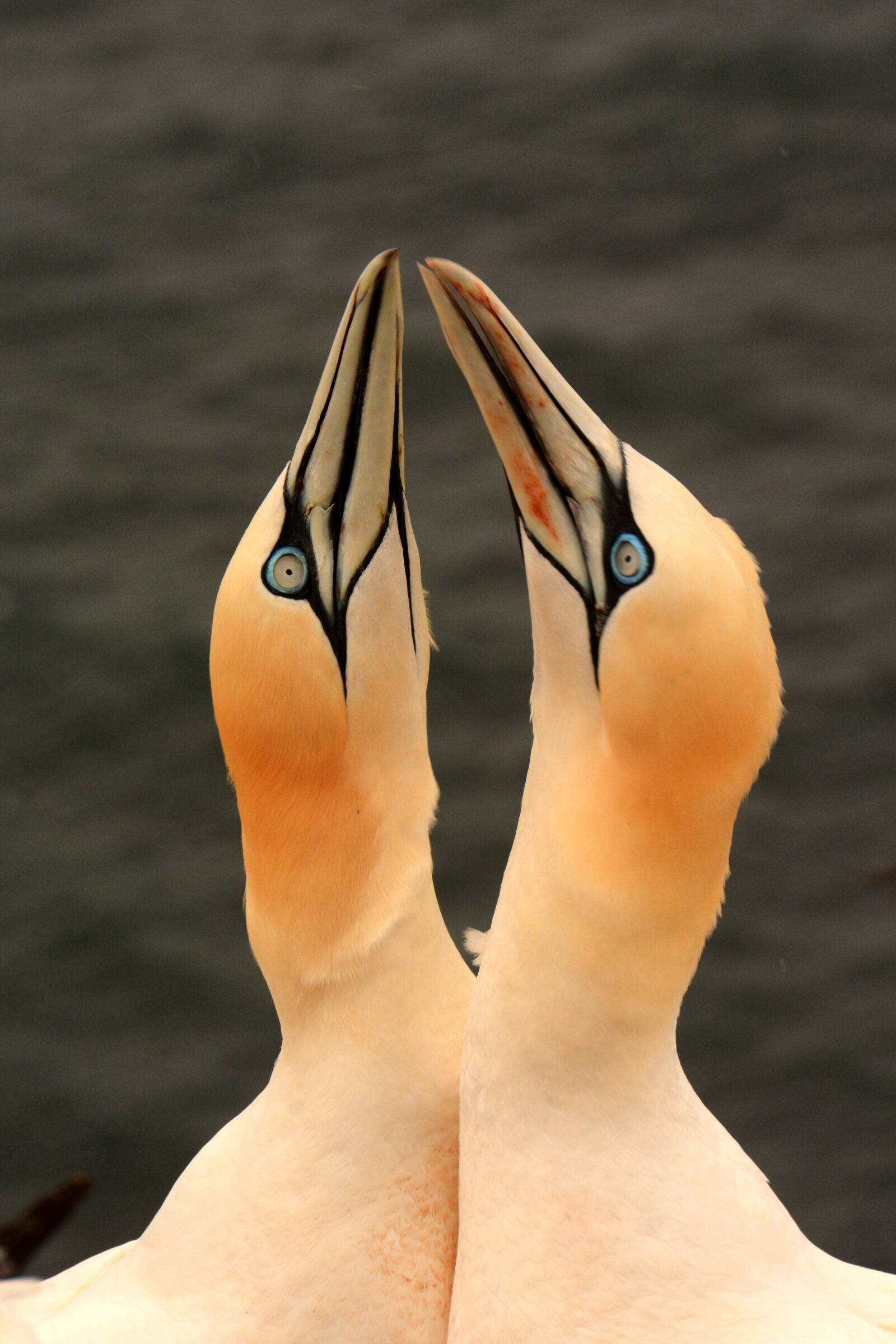 Nikon D7100 sample photo. Gannet, birds, germany photography