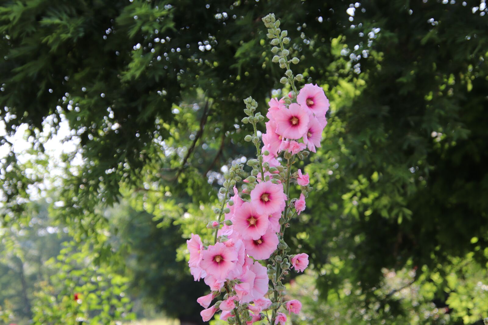 Canon EOS 800D (EOS Rebel T7i / EOS Kiss X9i) sample photo. Hollyhock, color pink, flowers photography