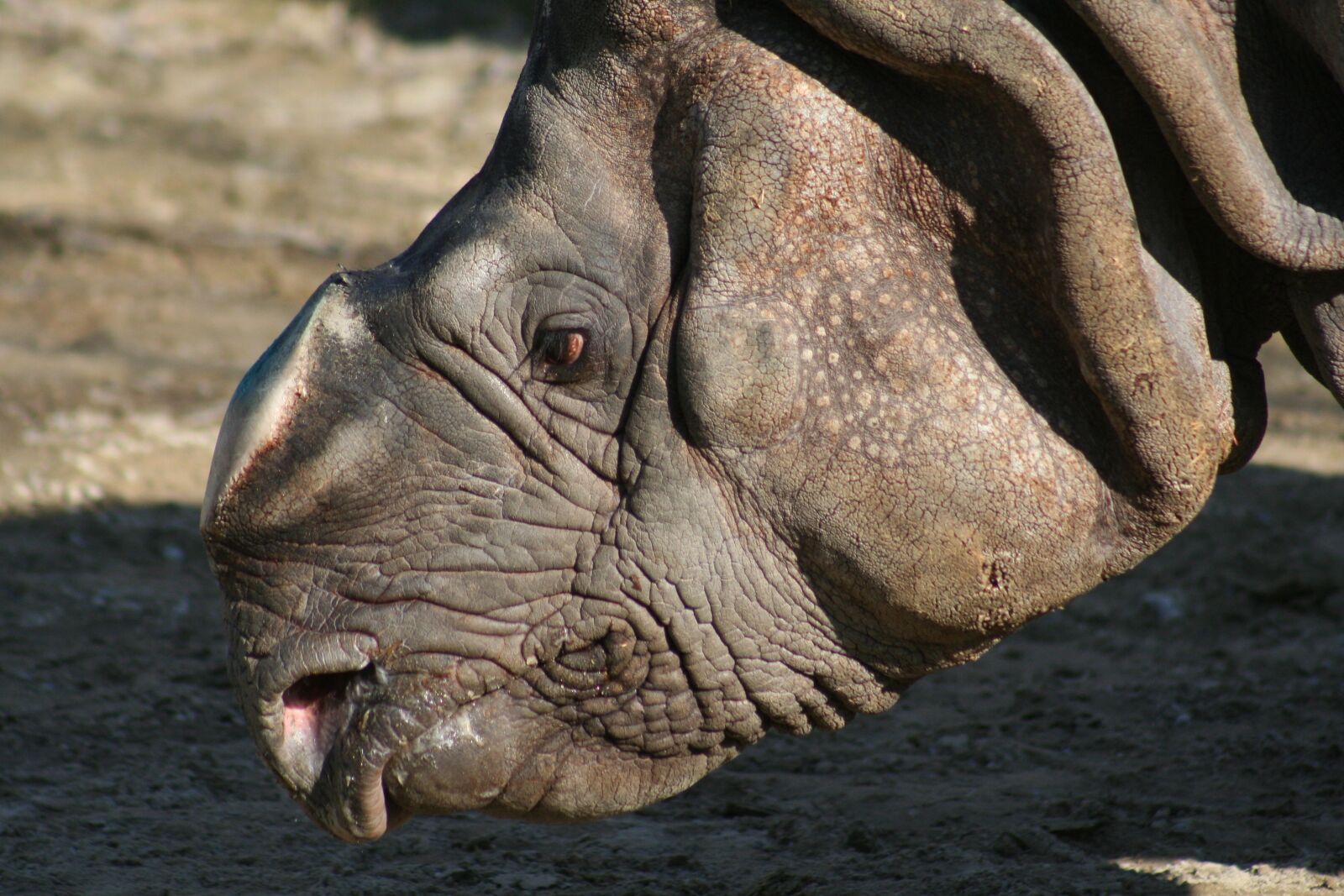 Canon EOS 350D (EOS Digital Rebel XT / EOS Kiss Digital N) sample photo. Rhino, pachyderm, big game photography