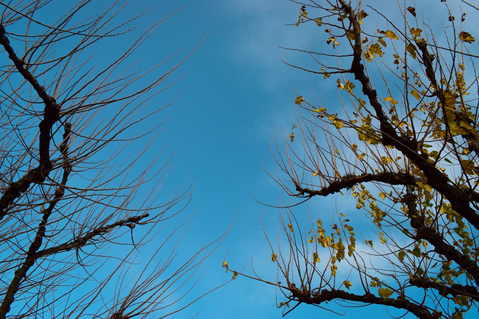 Nikon D5300 sample photo. Winter, trees, cold photography