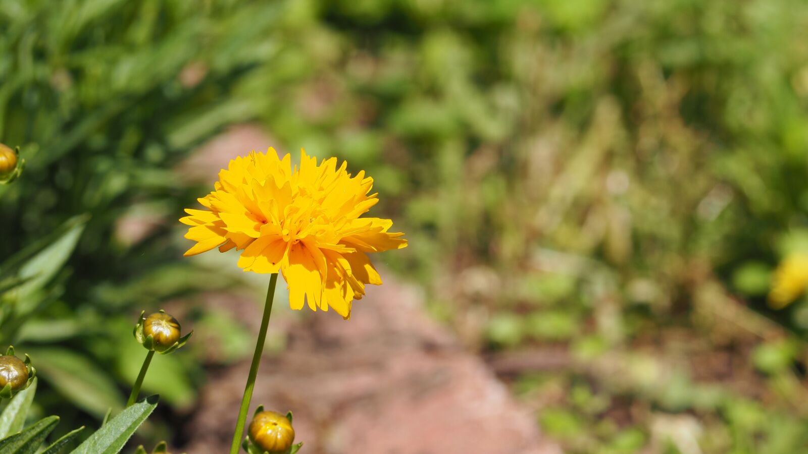 Olympus OM-D E-M10 II sample photo. Yellow flower, blooming flowers photography