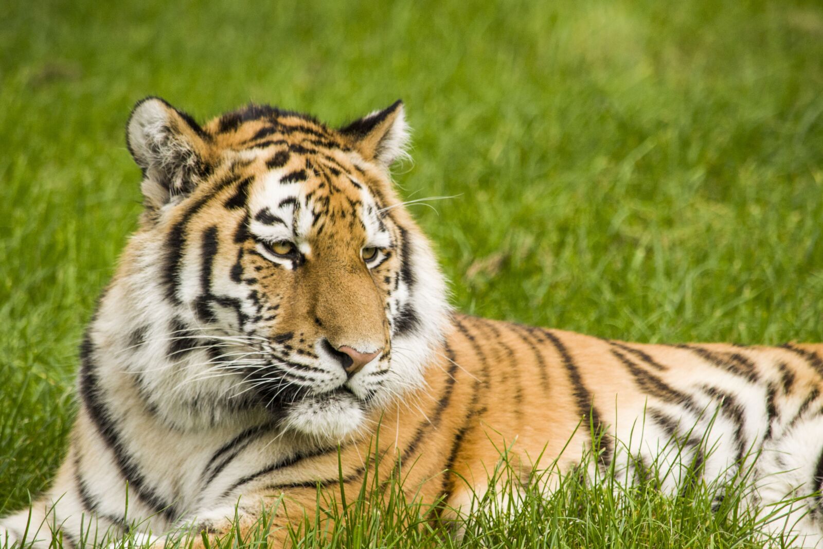 Nikon D3100 sample photo. Tiger, big cat, stripes photography
