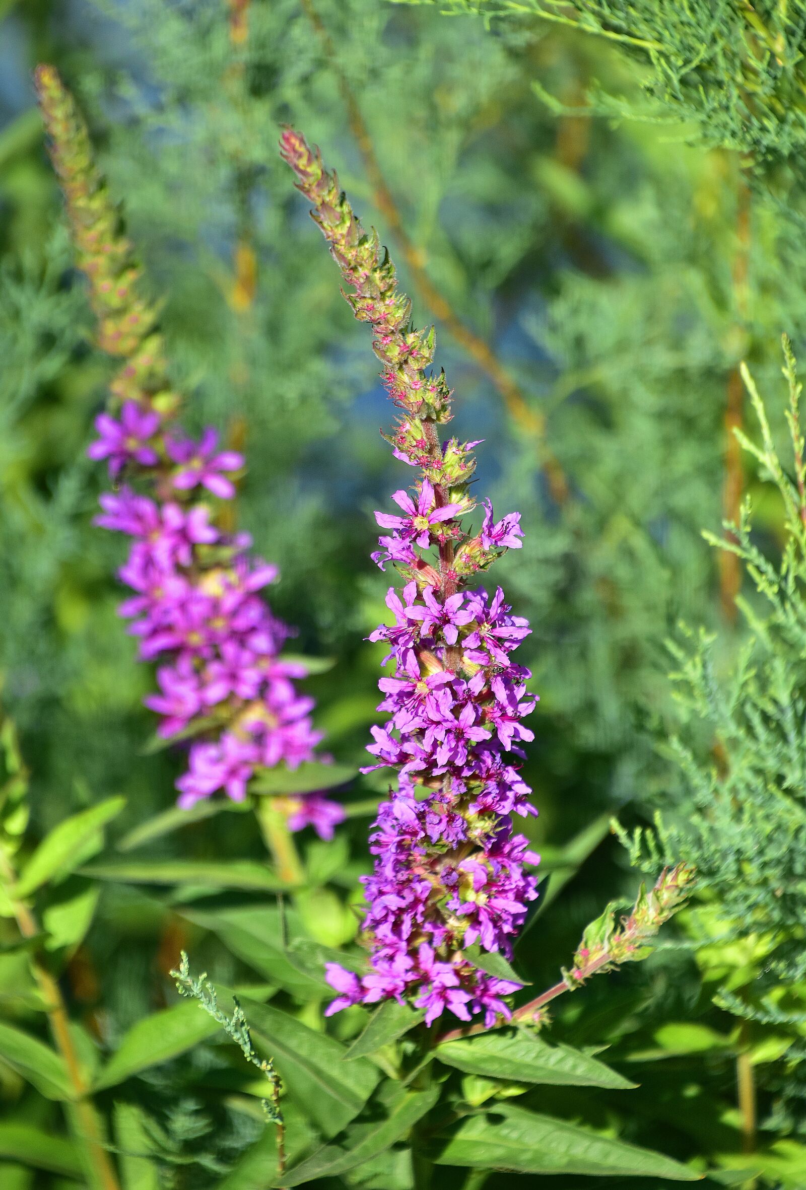 Nikon D7200 sample photo. Flower, garden, plant photography