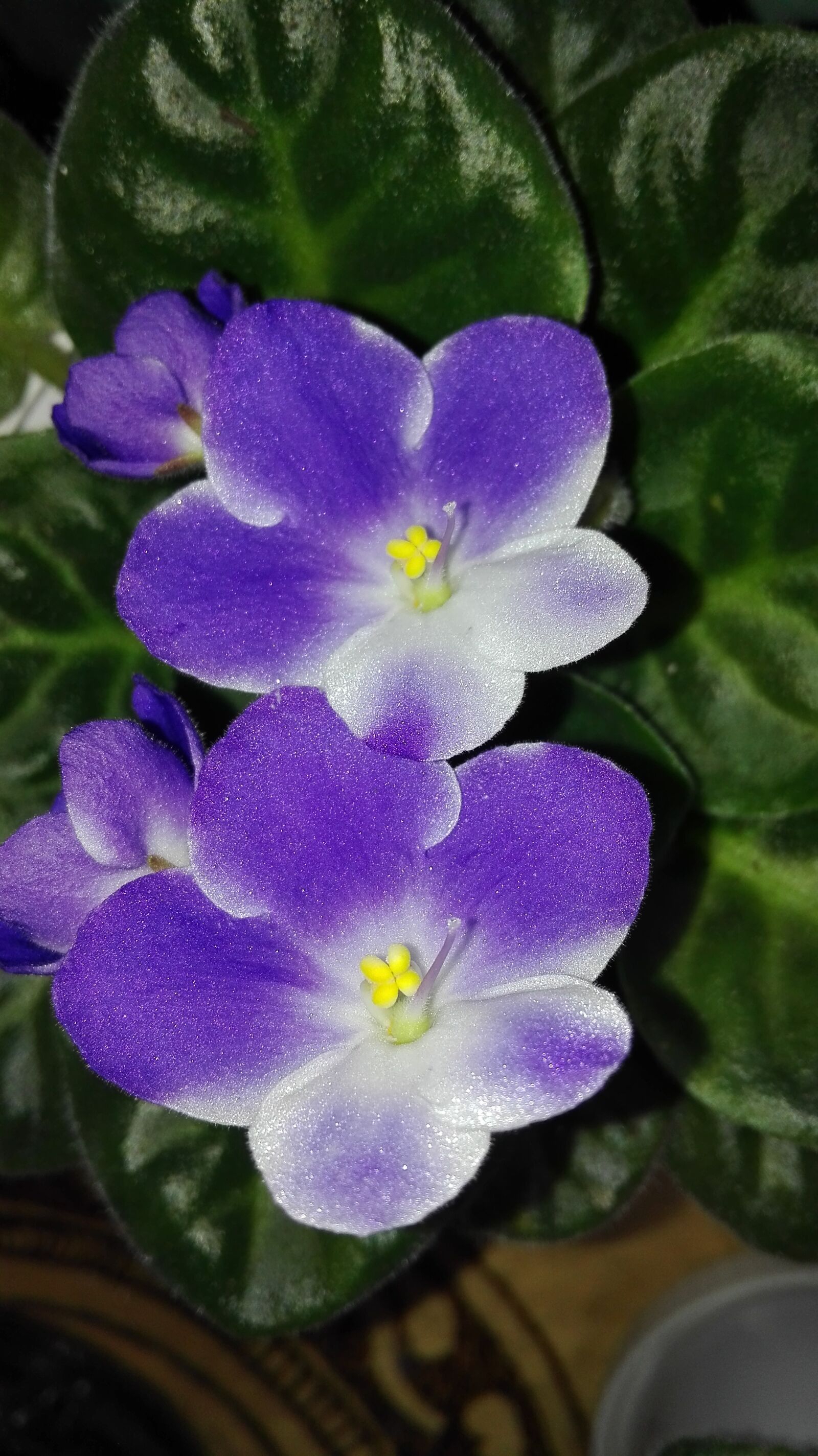 HUAWEI Cherry Mini sample photo. Violets, flowers, house photography