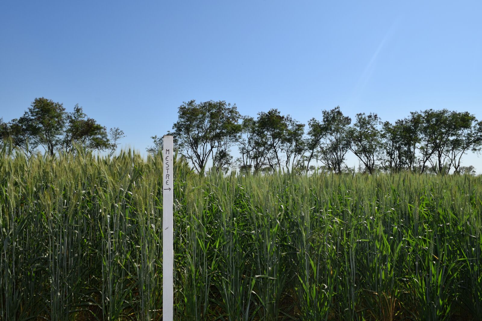 Nikon D3300 sample photo. Field, of, wheat photography