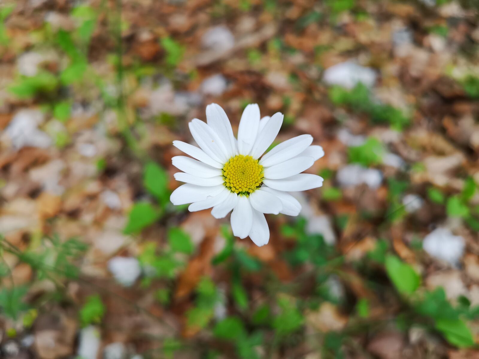 HUAWEI CLT-L09 sample photo. White, margaret, spring photography