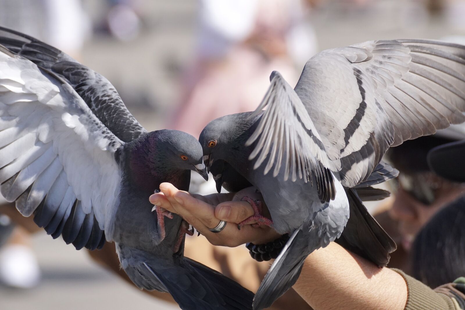 Sony DT 55-300mm F4.5-5.6 SAM sample photo. Pigeons, feed, hand photography