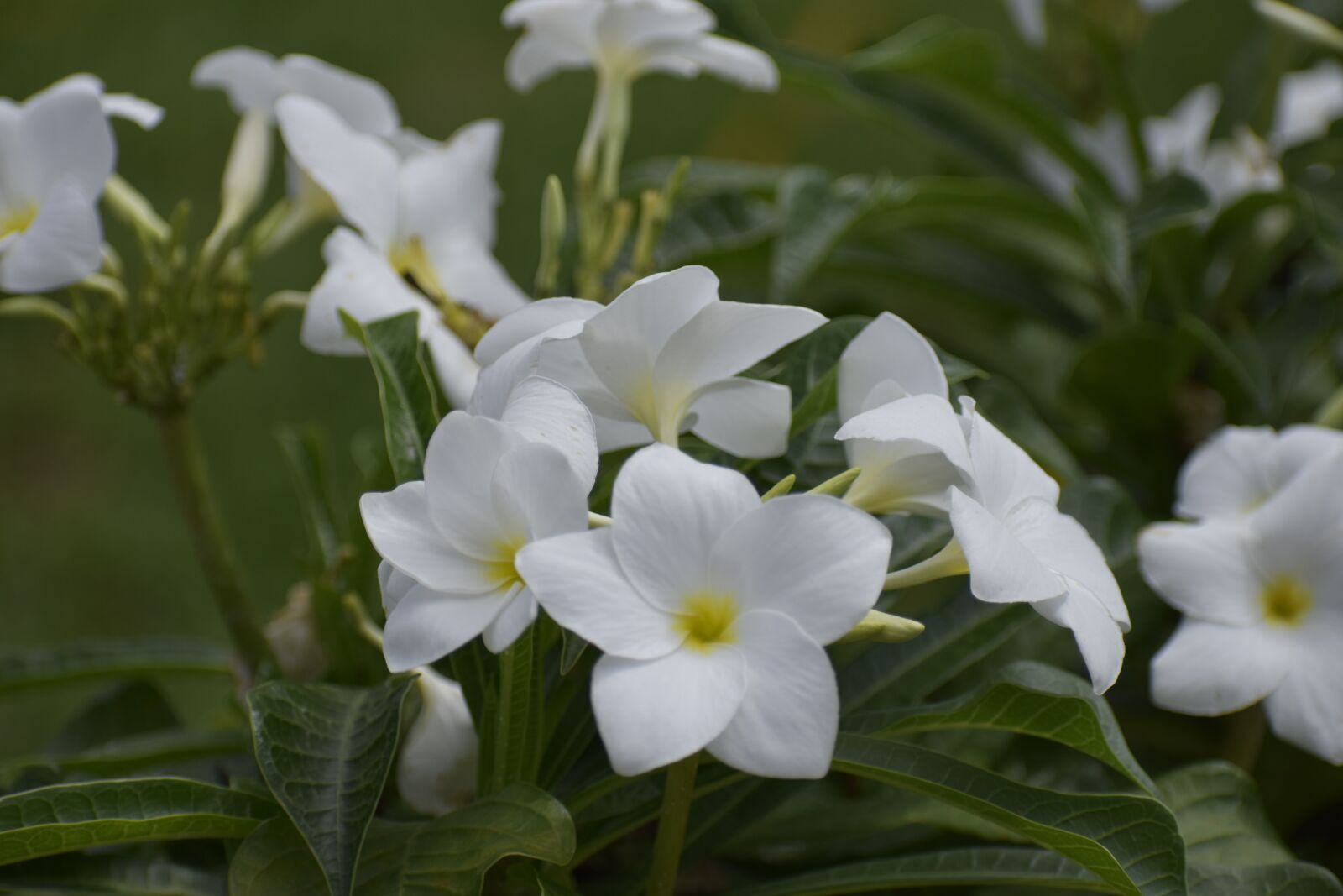 Nikon D3400 sample photo. Natural flower, white flower photography