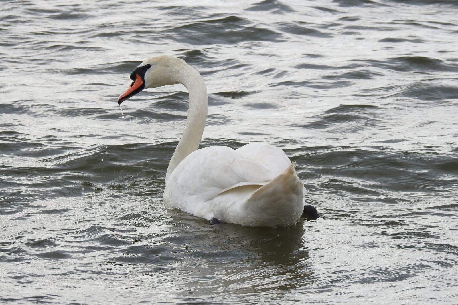 Nikon Coolpix P900 sample photo. Swan, water, floats photography