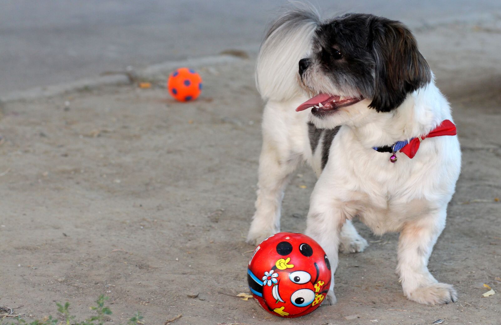 Canon EOS 700D (EOS Rebel T5i / EOS Kiss X7i) + Canon EF 85mm F1.8 USM sample photo. Dog, play, ball photography