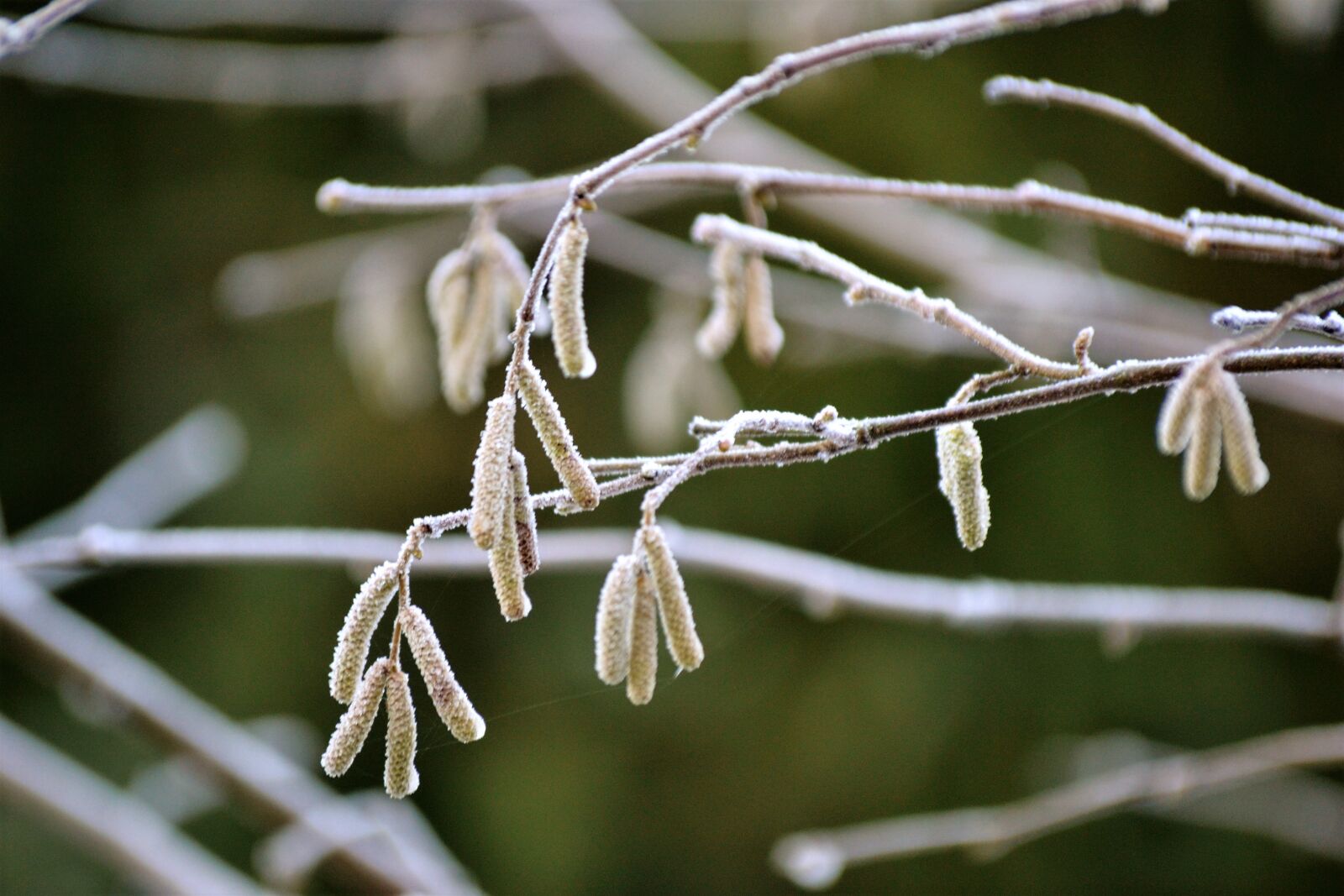 Nikon D3100 sample photo. Frost, icy, tree, winter photography