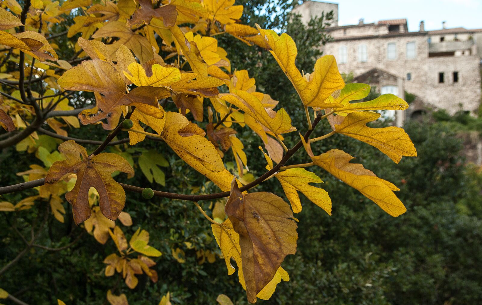 Pentax K10D sample photo. C vennes, herald, fig photography