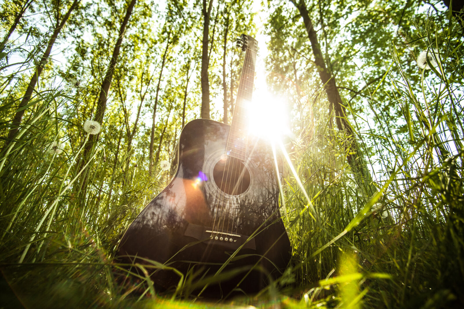 Canon EOS 5D Mark II + Canon EF 35-80mm f/4-5.6 sample photo. Black, forest, grass, guitar photography